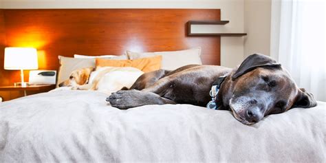 pet friendly hilton hotels